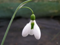 Galanthus 'Uncle Dick'